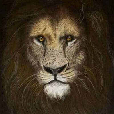 the veteran Thumbnail